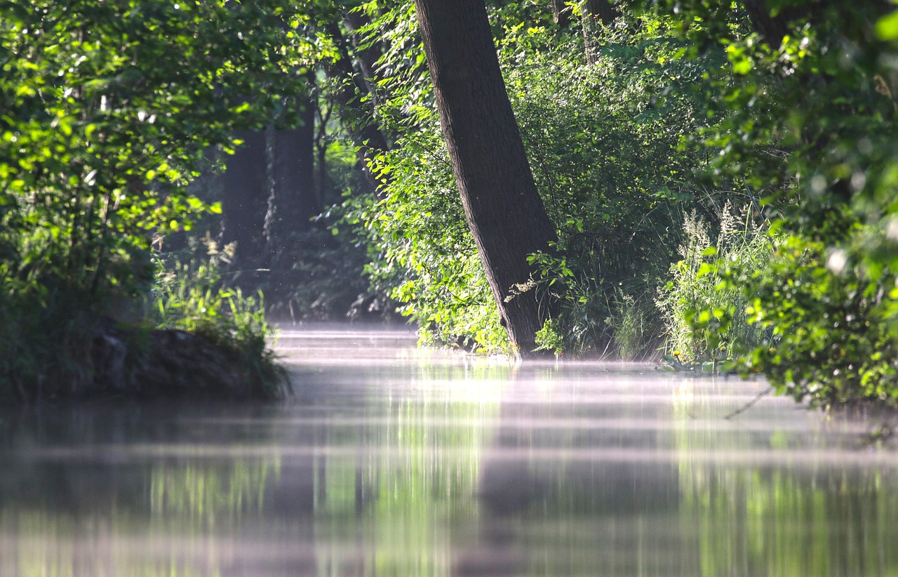 Nebelverhangener Wasserlauf in dichtem Grün mit reflektierenden Bäumen und schräg gewachsenem Stamm am Ufer.