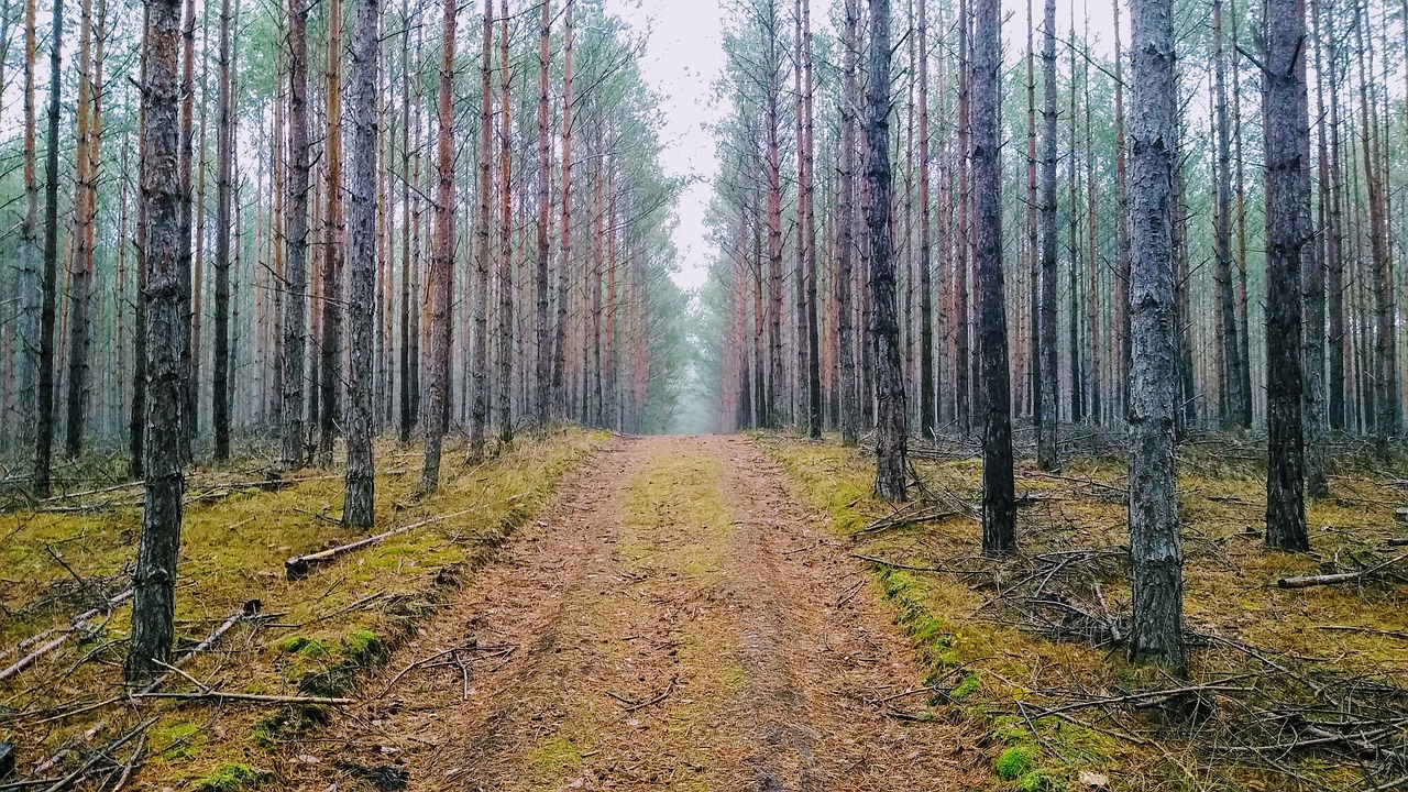 Geradliniger Waldweg führt durch gleichmäßig gepflanzten Kiefernwald mit lichter Bodenvegetation.