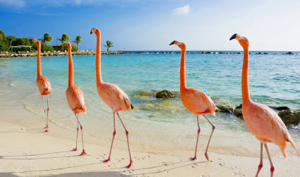 Warum Aruba besuchen? Hier findest du fünf gute Gründe 